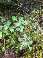 Collomia heterophylla
