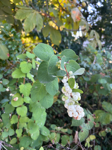 Common Snowberry
