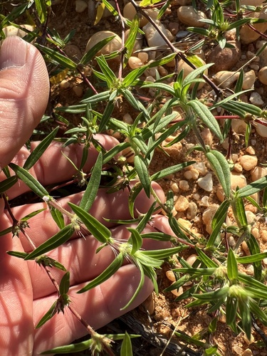 rough buttonweed