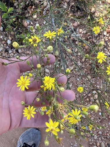 Pineland Silkgrass