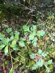 Collomia heterophylla