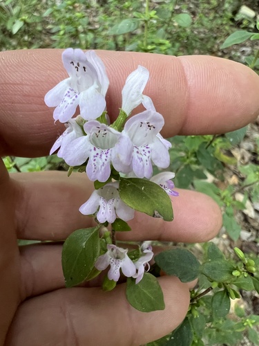 Georgia calamint