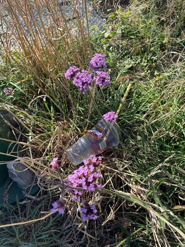 purpletop vervain