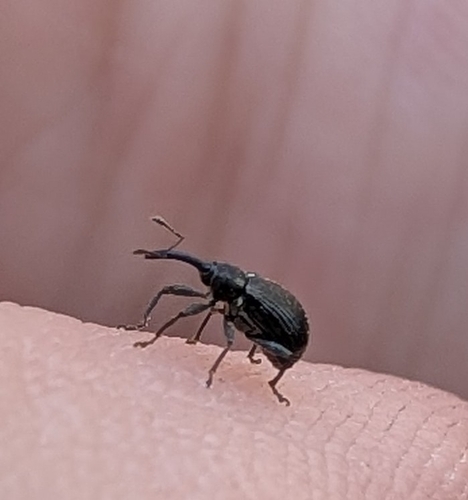 Strawberry blossom weevil