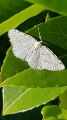 Stegania trimaculata