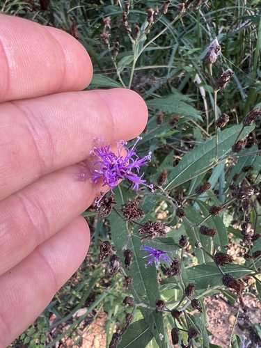 Tall Ironweed