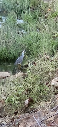 Yellow-crowned Night Heron