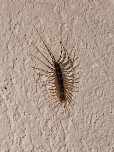 House Centipede