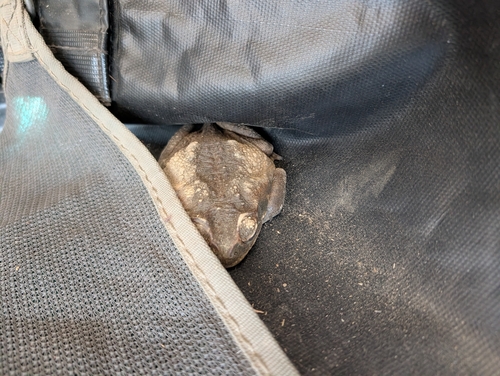 Cane Toad