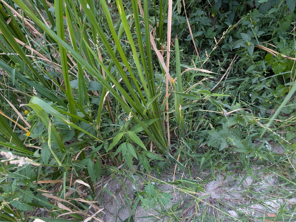 Zizaniopsis miliacea; photograph author not stated, no rights reserved