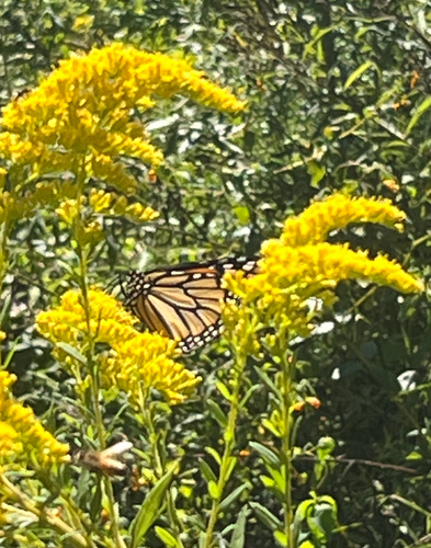 Monarch