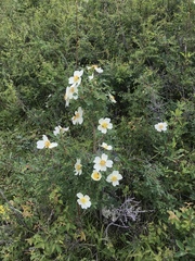Rosa albertii