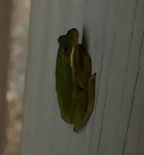 Green Treefrog