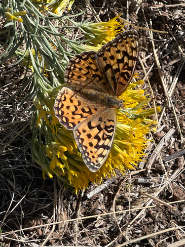 Coronis Fritillary