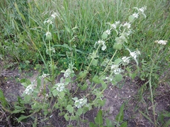 Marrubium catariifolium