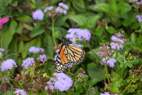 Monarch