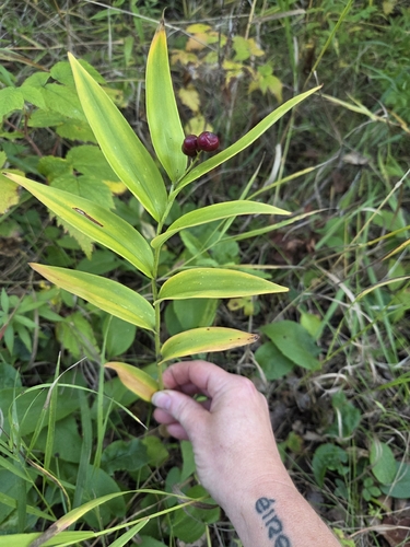 star-flowered lily-of-the-valley