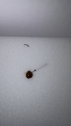 Asian Lady Beetle