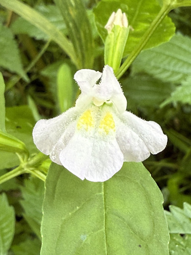 Mimulus alatus, photograph 5