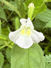 Mimulus alatus, photograph author not stated, no rights reserved