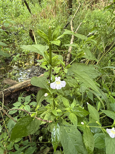 Mimulus alatus, photograph 6