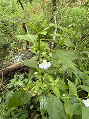 Mimulus alatus, photograph author not stated, no rights reserved