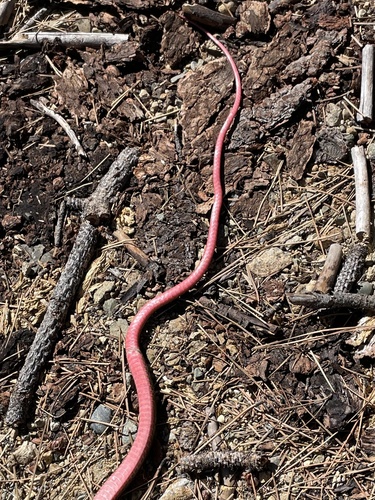 Striped Racer