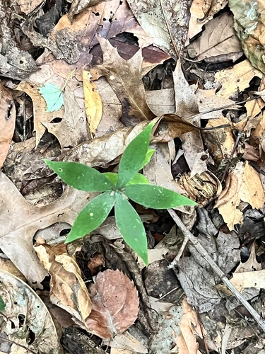 Cucumber Root