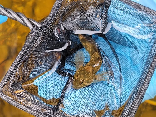 Slimy Sculpin