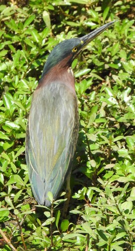 Green Heron