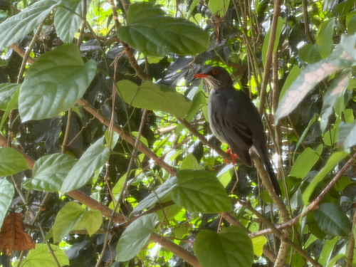 Eastern Red-legged Thrush