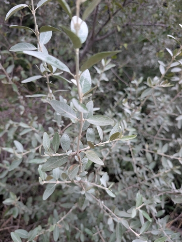 Shepherdia argentea, photograph 6