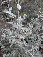 Shepherdia argentea, photograph (c) Jeff Hansen, some rights reserved (CC BY)