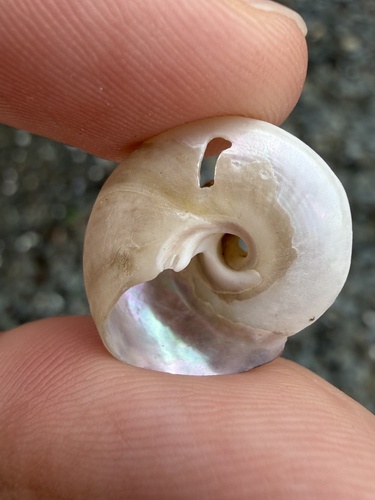 Tegula rustica observed 2026-09-17