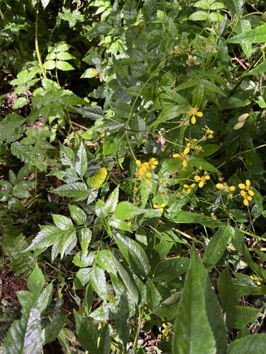Bidens torta observed 2026-09-16