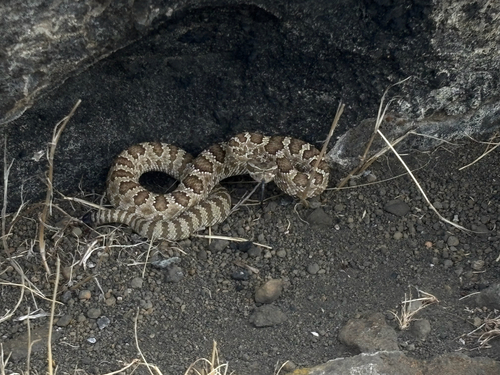 Great Basin Rattlesnake
