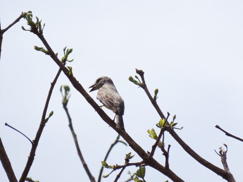 Tropical Kingbird