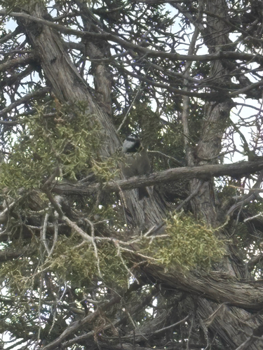 Mountain Chickadee