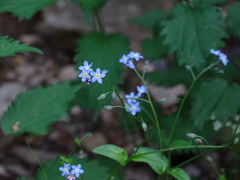 Myosotis stolonifera