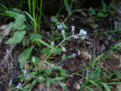 Myosotis stolonifera