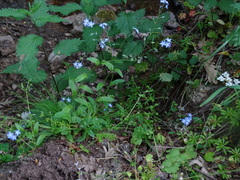 Myosotis stolonifera