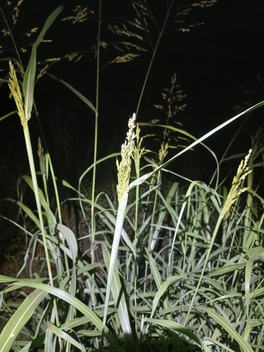Johnson grass