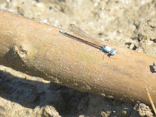 Blue-fronted Dancer