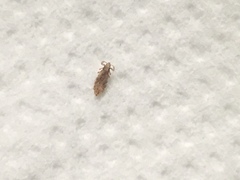 Pediculus humanus capitis