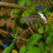 Marvelous Spatuletail - Photo (c) David Cook Wildlife Photography, some rights reserved (CC BY-NC)