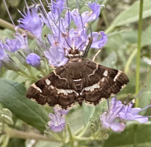 Spotted Beet Webworm Moth