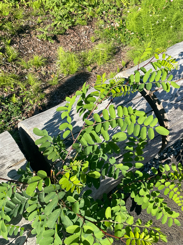 black locust
