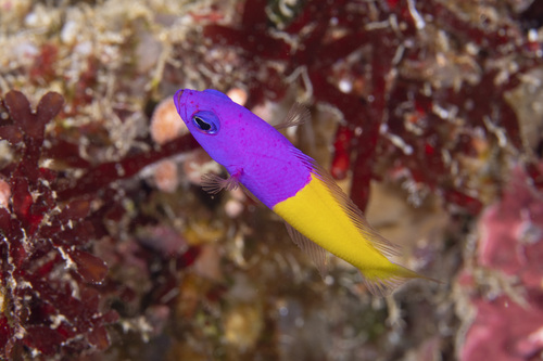 Pictichromis paccagnellae observed 2026-09-04