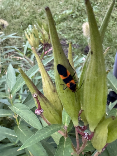 Large Milkweed Bug