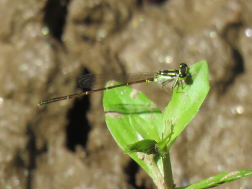 Fragile Forktail